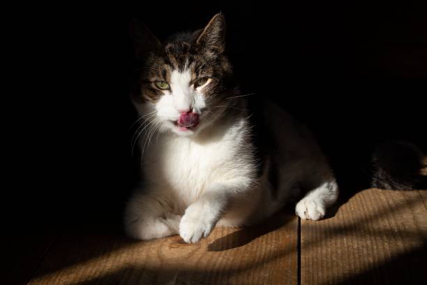 White and gray domestic shorthair cat with tongue out, sitting on a wide plank wooden floor. Partially lit by a sunspot and partially in darkness.