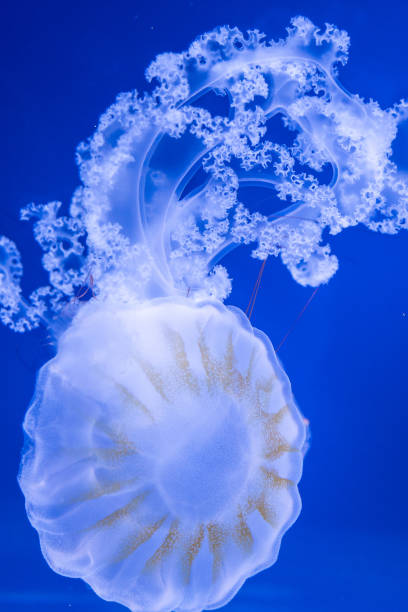 jellyfish / sea nettle in a blue aquarium stock photo