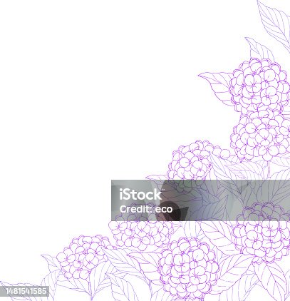 istock elegant hydrangea background 1481541585