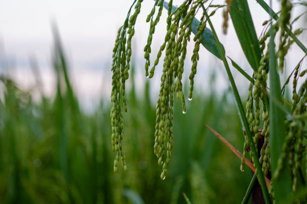 Close up drops of water on rice field in the morning