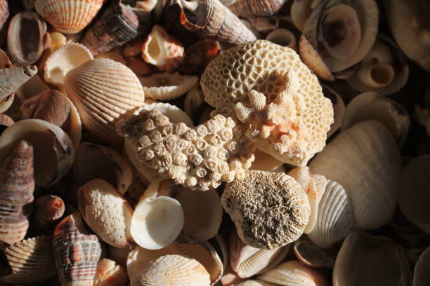 istock background of sea corals 1481541780