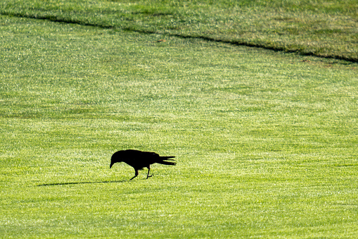 Silhouette of a crow on a golf course