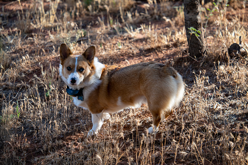 A corgi that has wandered into the wild but is looking back thanks to the vibration from his collar pack. “ARTHUR” is listed on his ID collar.
