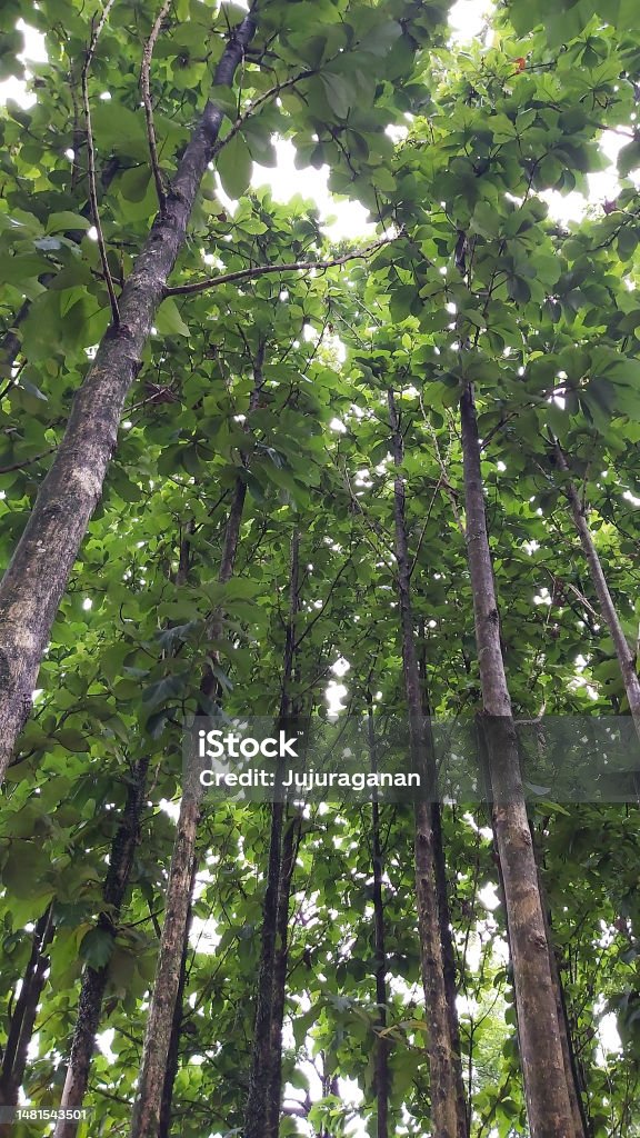 Tall trees that is over a decade old. The view from under the lush, decades-old trees. Beauty In Nature Stock Photo