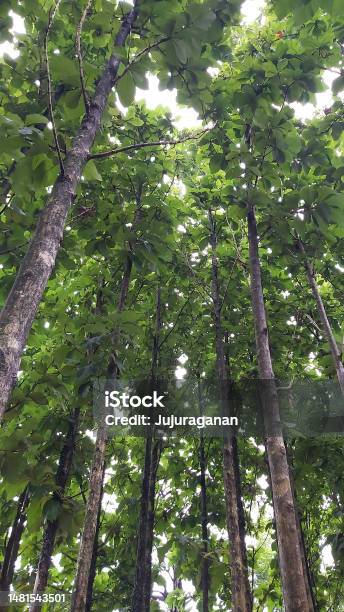 Tall Trees That Is Over A Decade Old Stock Photo - Download Image Now - Beauty In Nature, Bogor, Branch - Plant Part