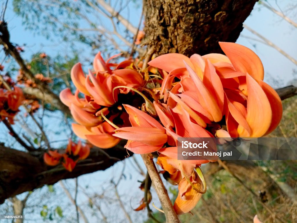 Palash Flower Stock Photo - Download Image Now - Branch - Plant Part