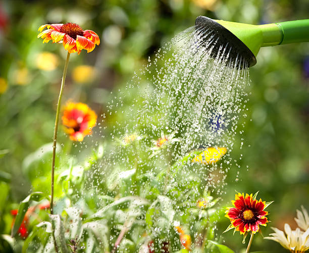 regar flores - watering can imagens e fotografias de stock