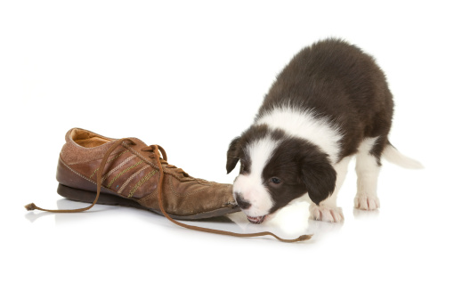 5 weeks old border collie puppy caught while chewing on a shoe