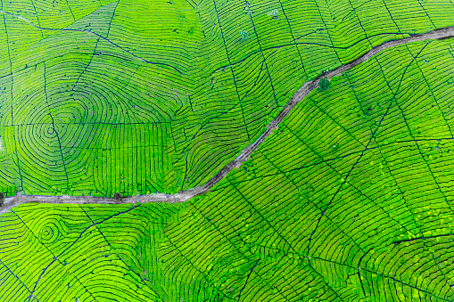 Top down view of street surrounded tea plantation in Bandung, Indonesia