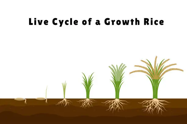 Vector illustration of Rice products flat composition with set of images showing plant growth from sprout to tall bush vector illustration