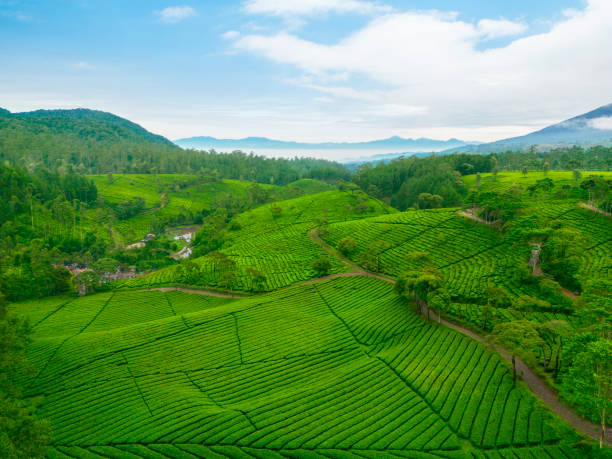 istock Tea plantation with misty mountain background 1481549332