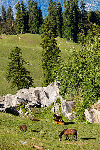 istock Horses grazing in mountains 148155054