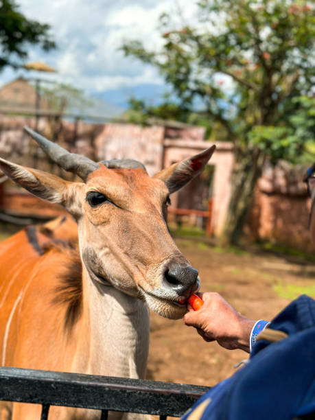 Giant Elant The giant eland is a species of antelope in the genus Taurotragus giant eland stock pictures, royalty-free photos & images