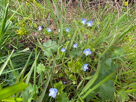 forget Me Not flowers at the wayside
