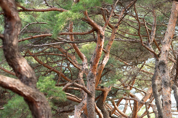 Springtime Seoul Korea