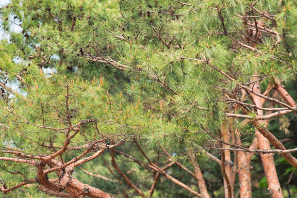 istock Habitat of Pine Trees 1481553743