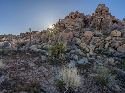 Sunburst at sunrise over Joshua Tree National Park, California.  Photo by Bob Gwaltney.