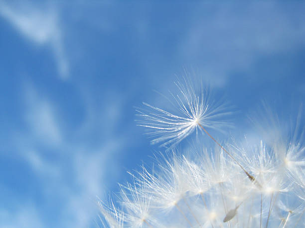 istock Dandelion seeds, with tiny depth of field, against blue sky 148155857