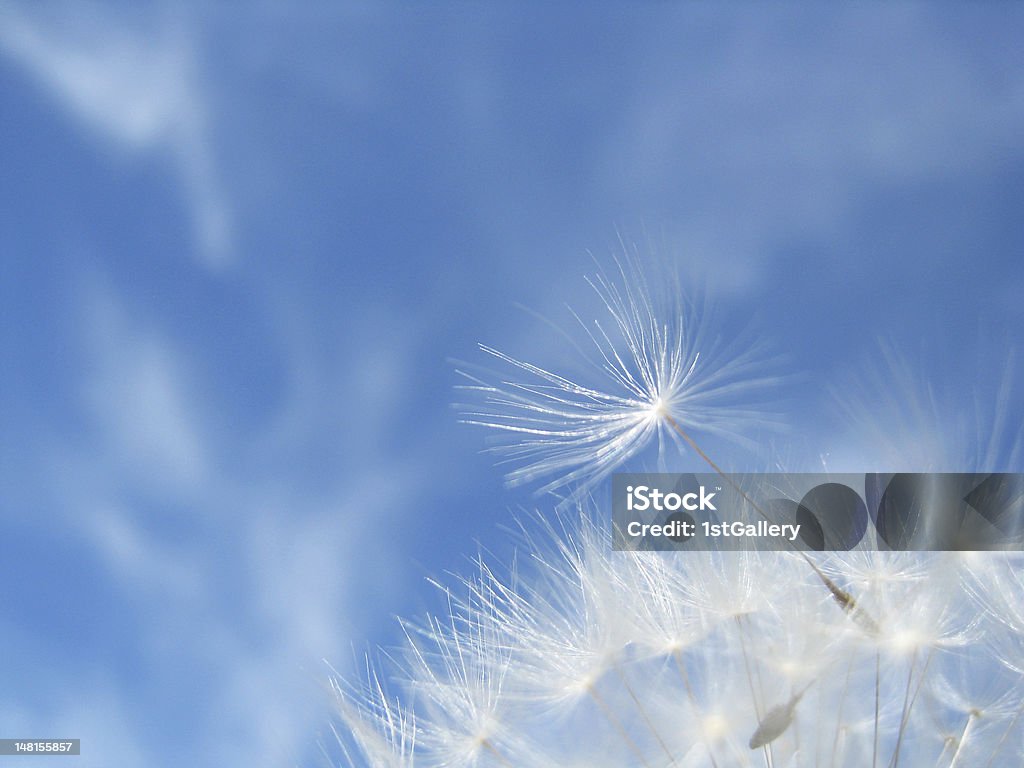 Dandelion seeds, with tiny depth of field, against blue sky Dandelion seeds (70), with tiny depth of field, against blue sky with clouds Blue Stock Photo