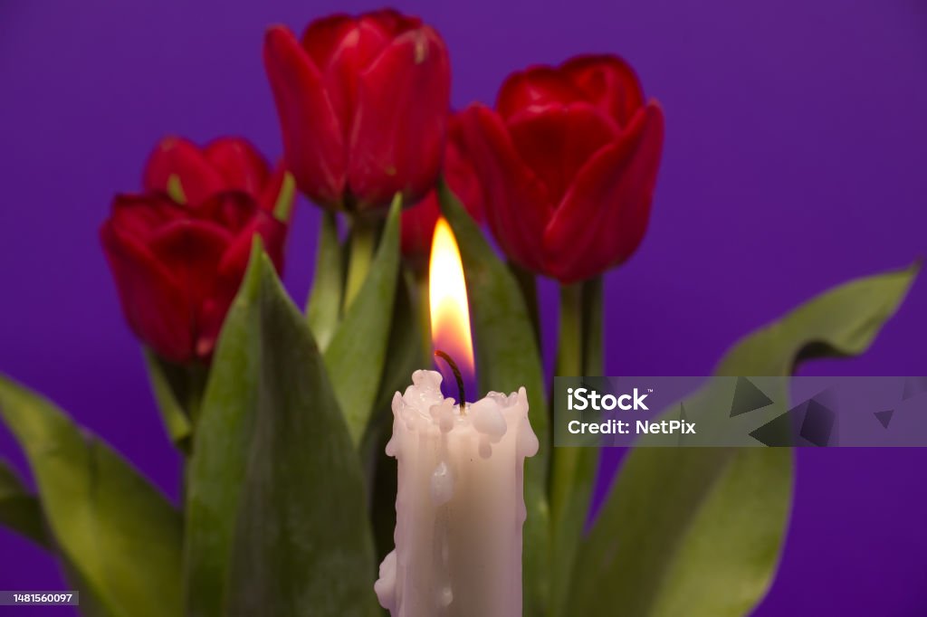 Burning candle and red tulips against purple background Burning candle and red tulips against a purple background Backgrounds Stock Photo
