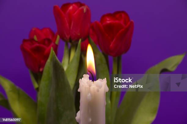 Burning Candle And Red Tulips Against Purple Background Stock Photo - Download Image Now