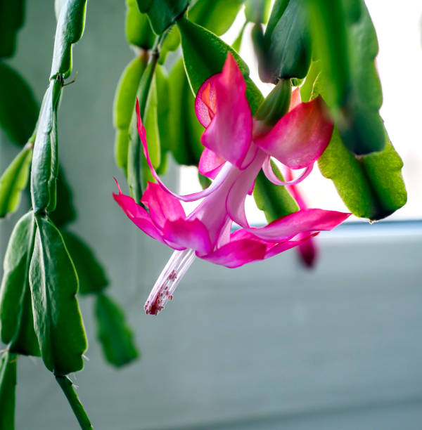 istock delicate fresh flower of a Christmas cactus 1481560166