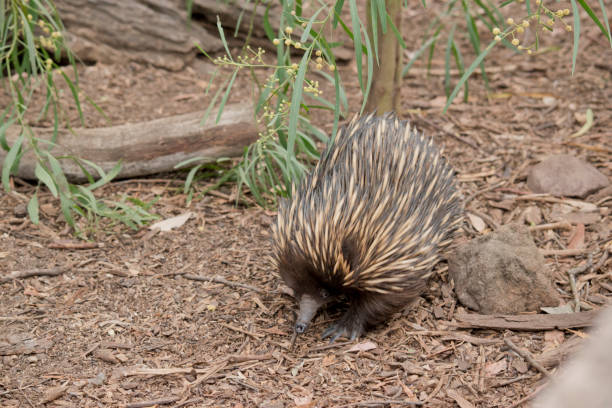 istock the echidna is walking around looking for ants 1481560240