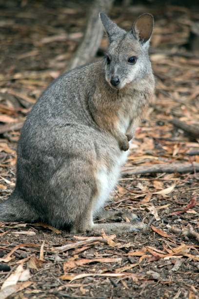 istock the tammar wallaby is standing up on its hind legs 1481560398