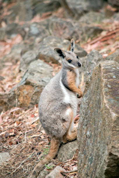 istock the yellow footed rock wallaby is climbing on a rocky mountain 1481560476