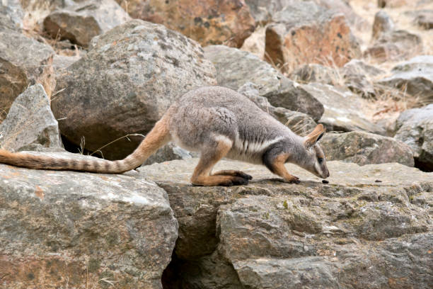 istock this is a side view of a yellow footed rock wallaby 1481560505