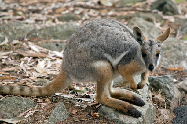 istock the yellow footed rock wallaby is standing on a rocky mountain 1481560506