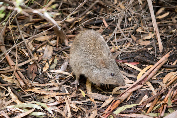 длинноносый потороо ищет пищу - long nosed potoroo стоковые фото и изображения