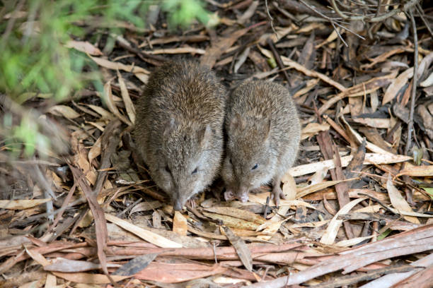 음식을 찾고 있는 두 포토루가 - potoroo 뉴스 사진 이미지