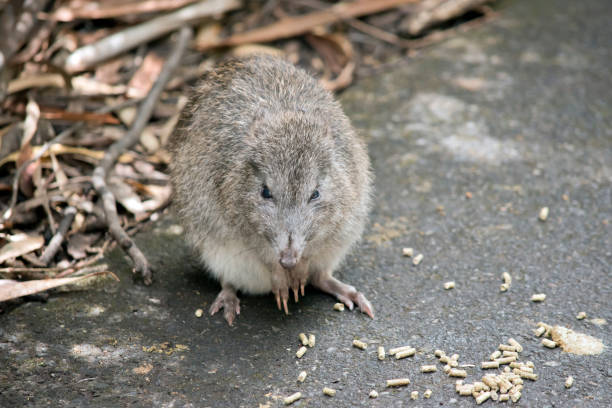 длинноносый потору ищет еду, оставленную туристами - long nosed potoroo стоковые фото и изображения