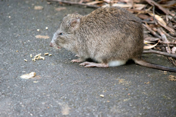 이것은 긴 노즈 폴토루의 측면 보기입니다. - potoroo 뉴스 사�진 이미지