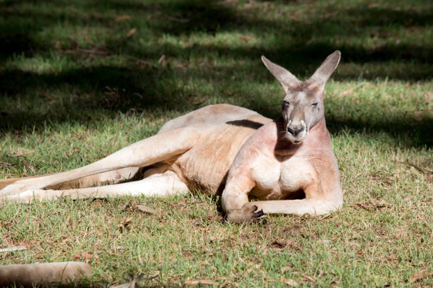 istock the male red kangaroo is a reddish brown 1481560761