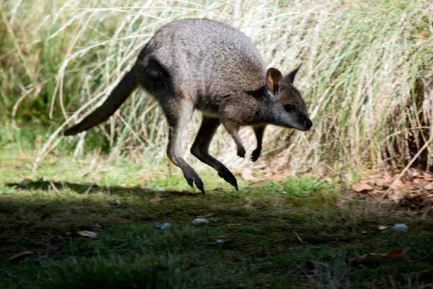 Photo of the tammar wallaby is hopping in the air