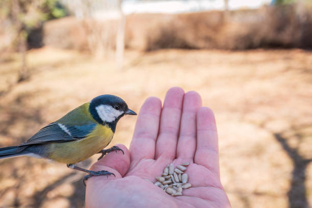 istock A tit sits on a man's hand and eats seeds. 1481563408