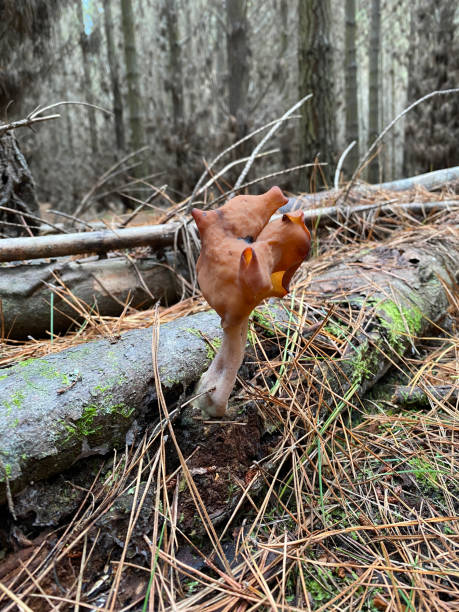 gyromitra infula, powszechnie znany jako zakapturzone fałszywe grzyby morelowe - morel mushroom edible mushroom food bizarre zdjęcia i obrazy z banku zdjęć