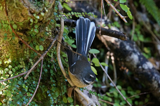 Closeup of a New Zealand Piwakawaka Fantail bird perched on a tree branch in native forest