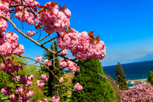 istock Pink blossoming sakura tree in garden at spring 1481565457