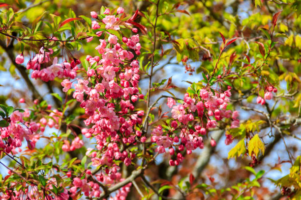istock Pink blossoming cherry tree in garden at spring 1481566105