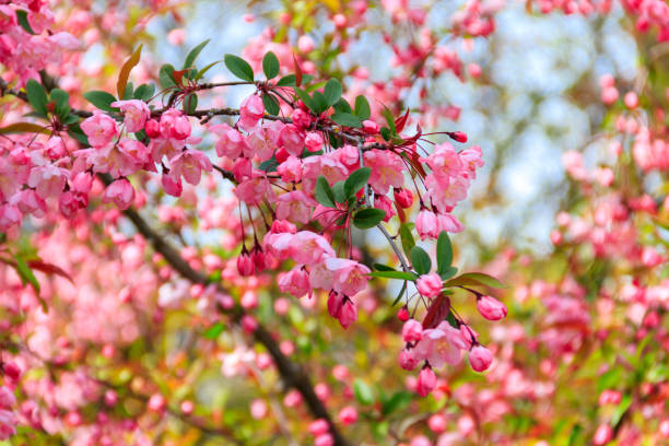 istock Pink blossoming cherry tree in garden at spring 1481566106
