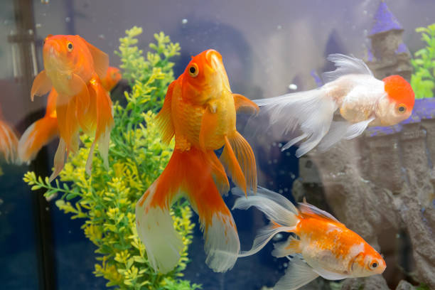 istock goldfish in the aquarium 1481566765