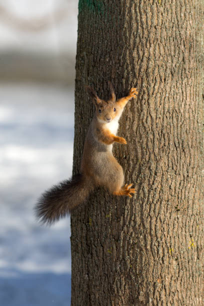 istock portrait of a squirrel on a tree 1481566790