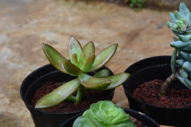 istock Succulents grew in the afternoon sunlight or sunset. Flat lay 1481568325