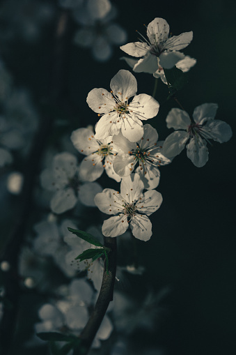 Close up of spring blossoms, dark toned image