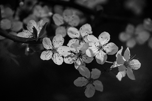 Black and white image of spring blossom