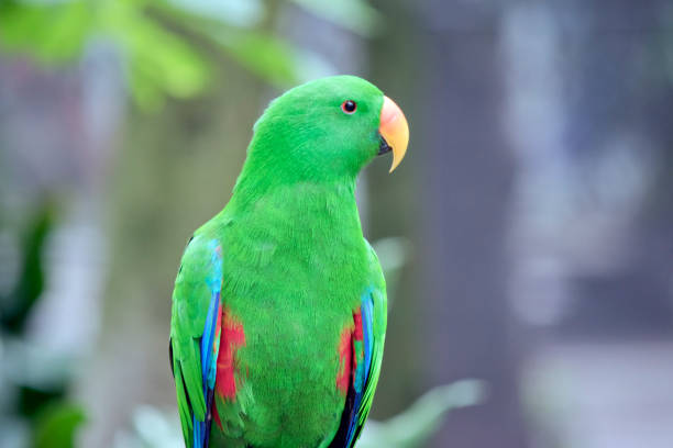 istock this is a close up of an eclectus parrot 1481571628