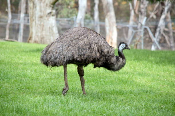istock the Austalian emu is a large flightless bird with long feather on its back with a black head 1481571642